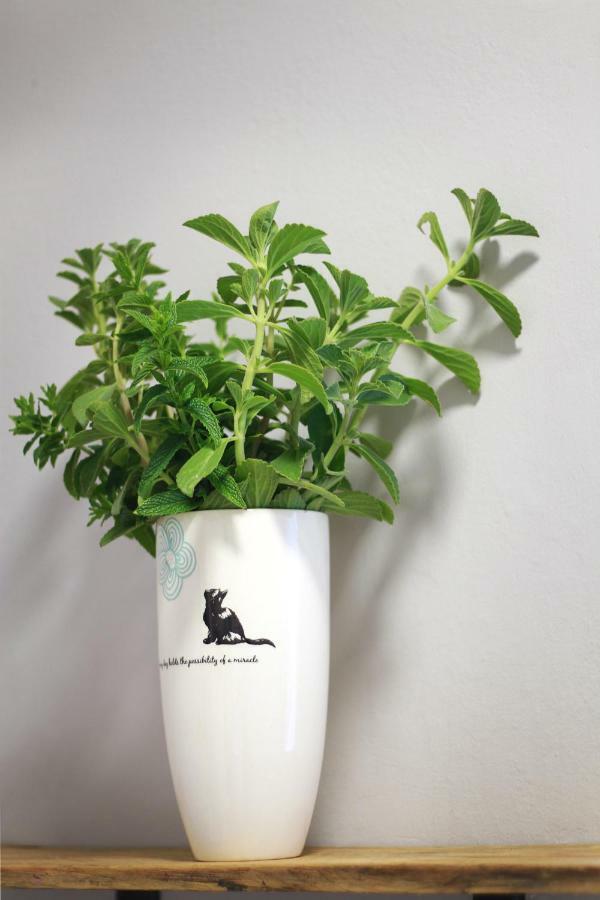 Olive Tree Private Rooms In Stellenbosch- No Load Shedding Luaran gambar